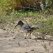 Greater Roadrunner at Falcon State Park